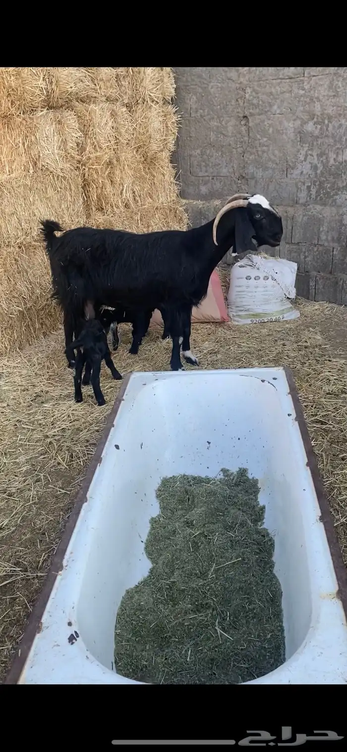 عنز خصم مطفل توم وروم وسن وديد 0