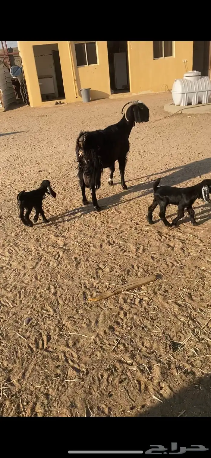 عنز خصم مطفل توم وروم وسن وديد 2