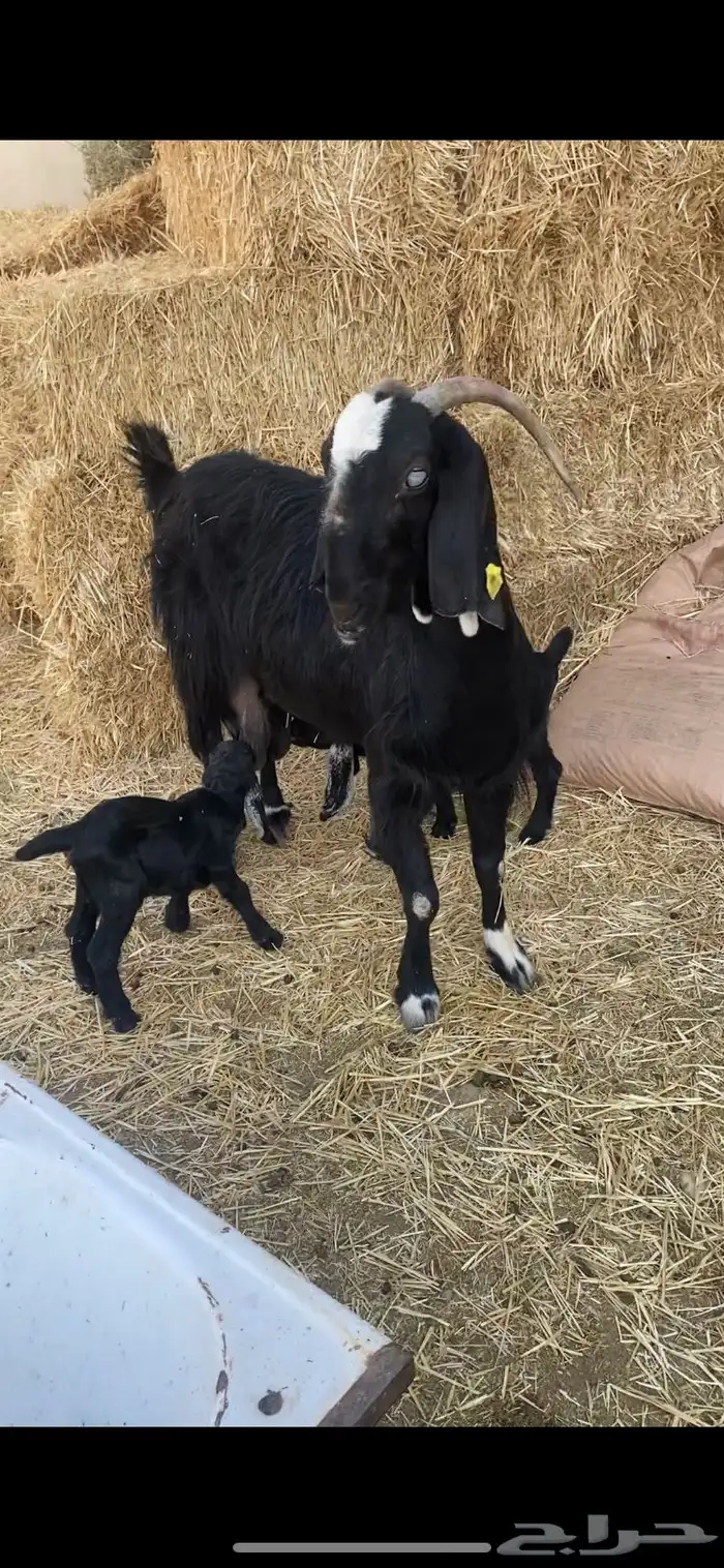 عنز خصم مطفل توم وروم وسن وديد 4