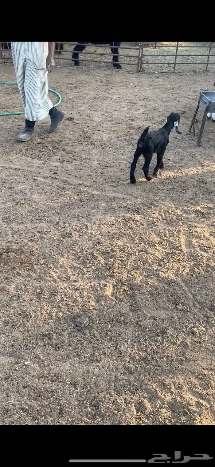 داغور جفره 20يوم 1