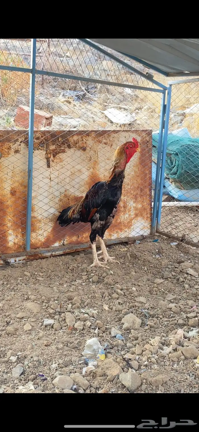 شامو ياباني 0