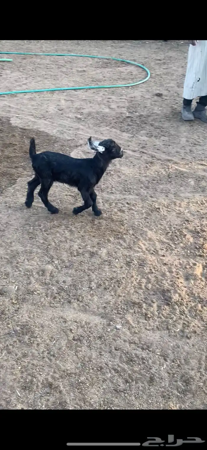 داغور جفره 20يوم 2