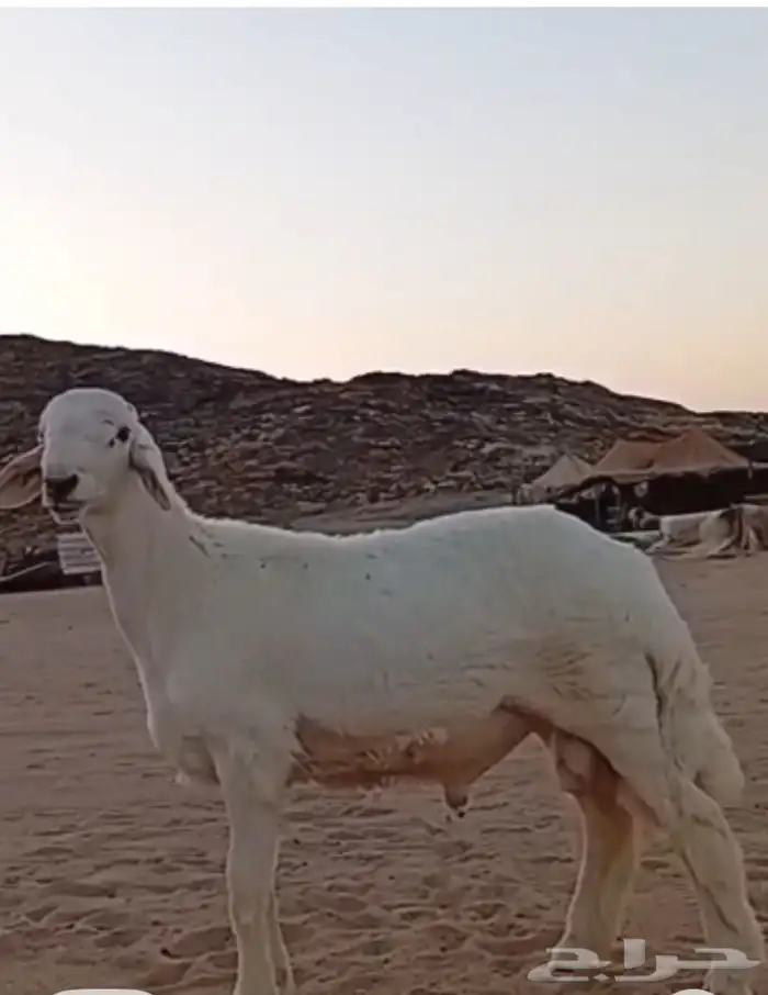 مشروع فحل حري صنف 3