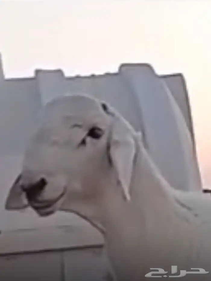 مشروع فحل حري صنف 5