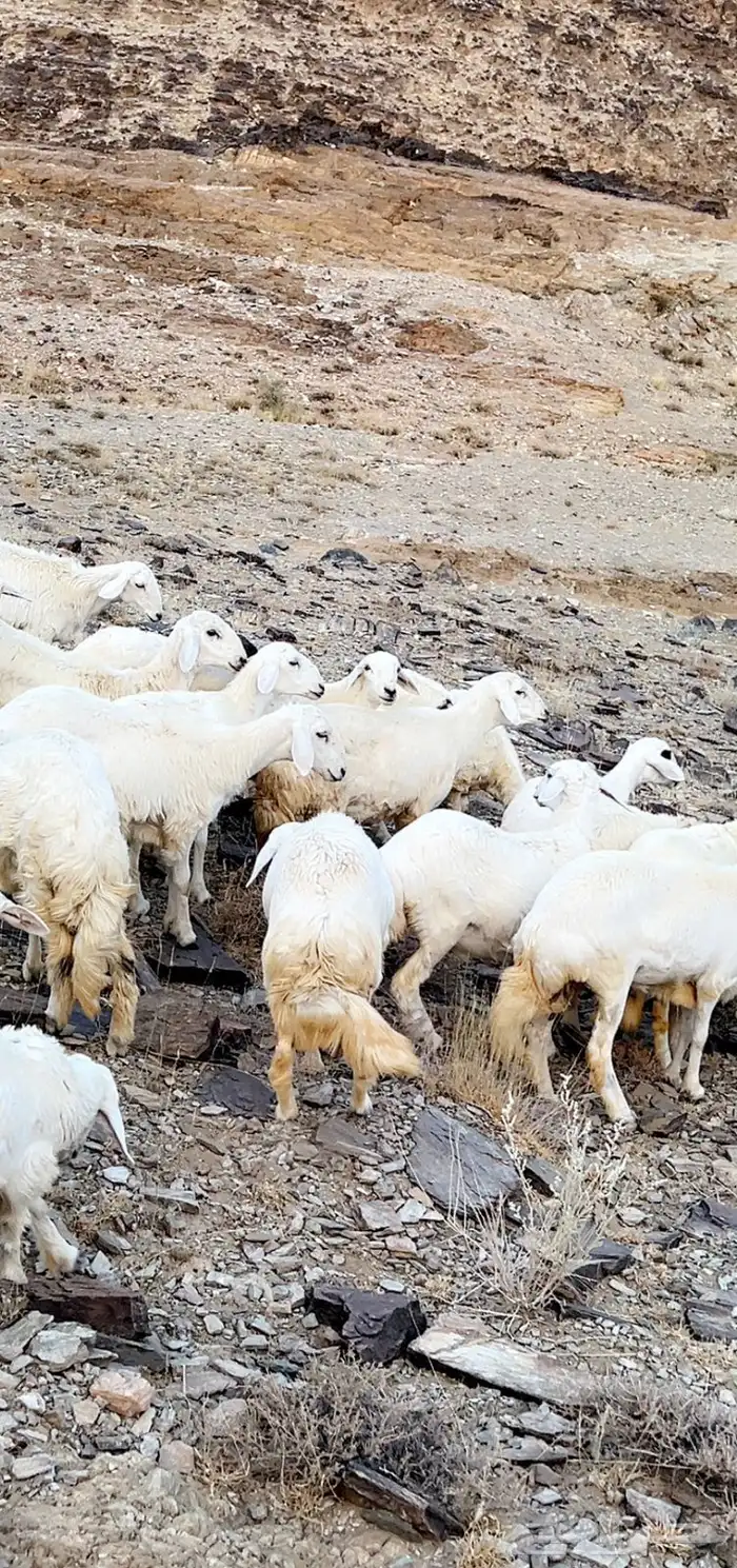 33 رخال مقاني 3