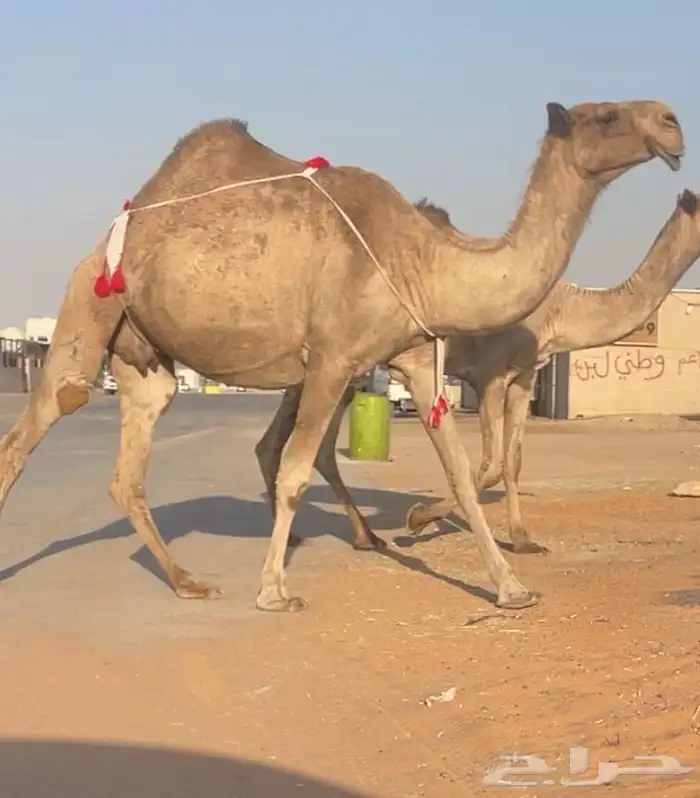 صفرا مزاين ضروبه 1