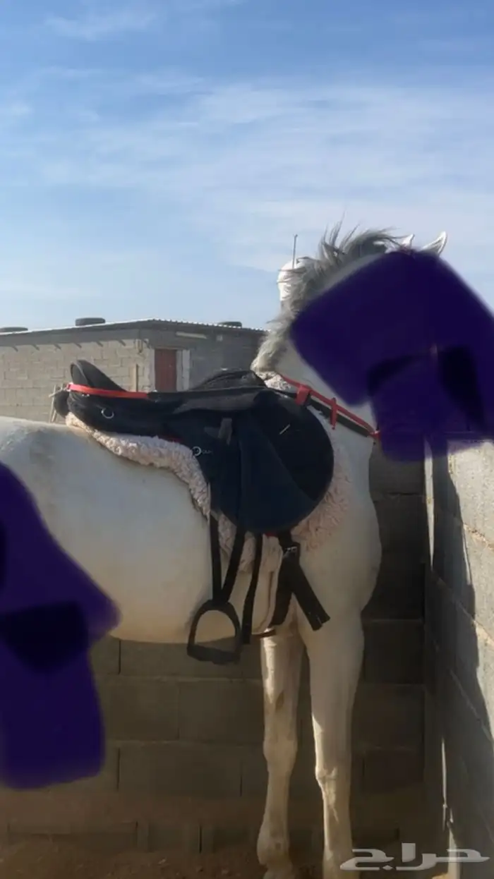 سرج ستيتوس و لبادة هاي رايدر 0