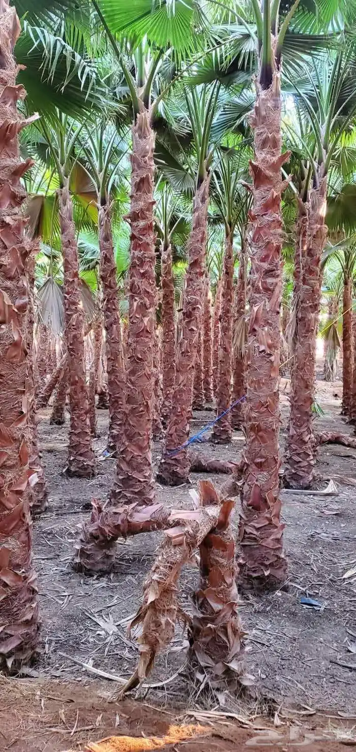 نخل واشنطنياء زينه 0