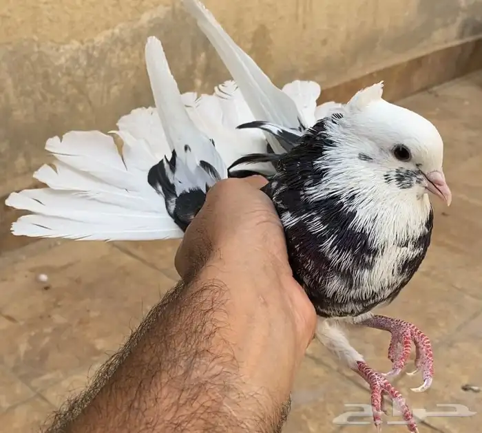 حمام قطايف 12