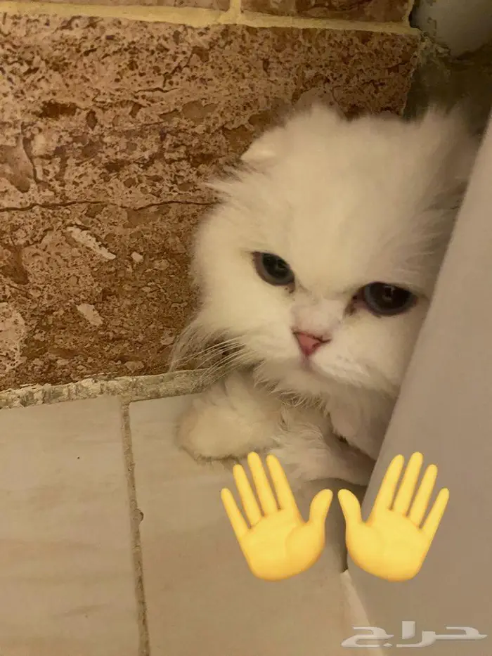 قطة سكوتش فولد للتبني 2