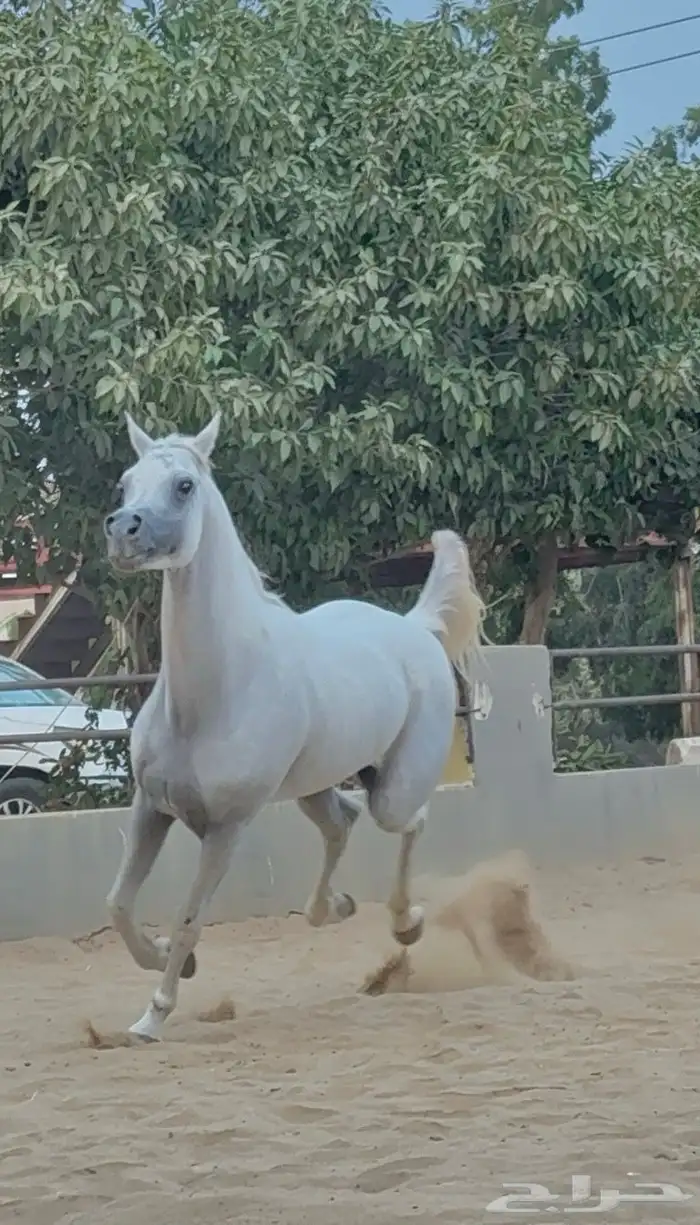خيل عربي اصيل 1