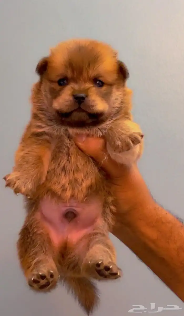 للبيع كلاب تشاو تشاو بيور بيور الأصل والحجم ماشاءالله 6