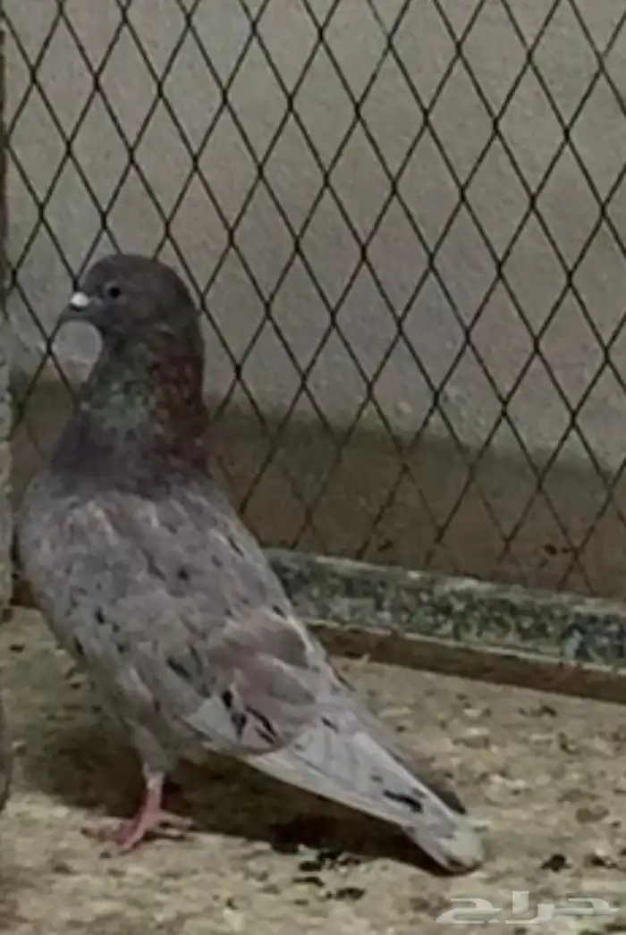 حمام قلابي حمر توب التوب 8