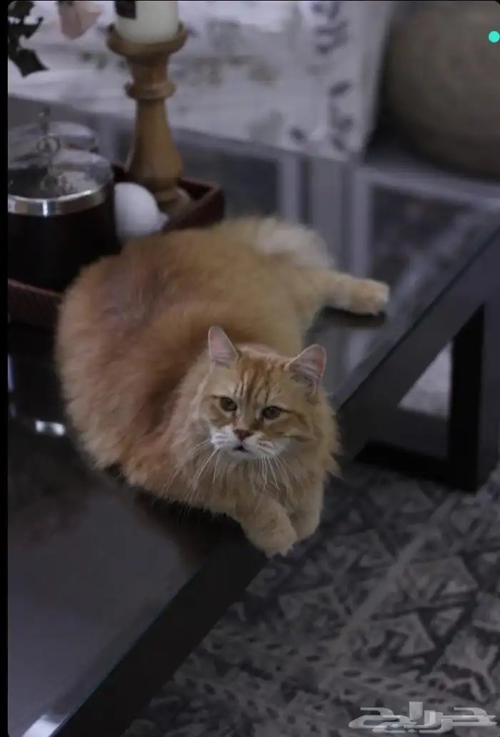 بيرشن   شيرازي 0