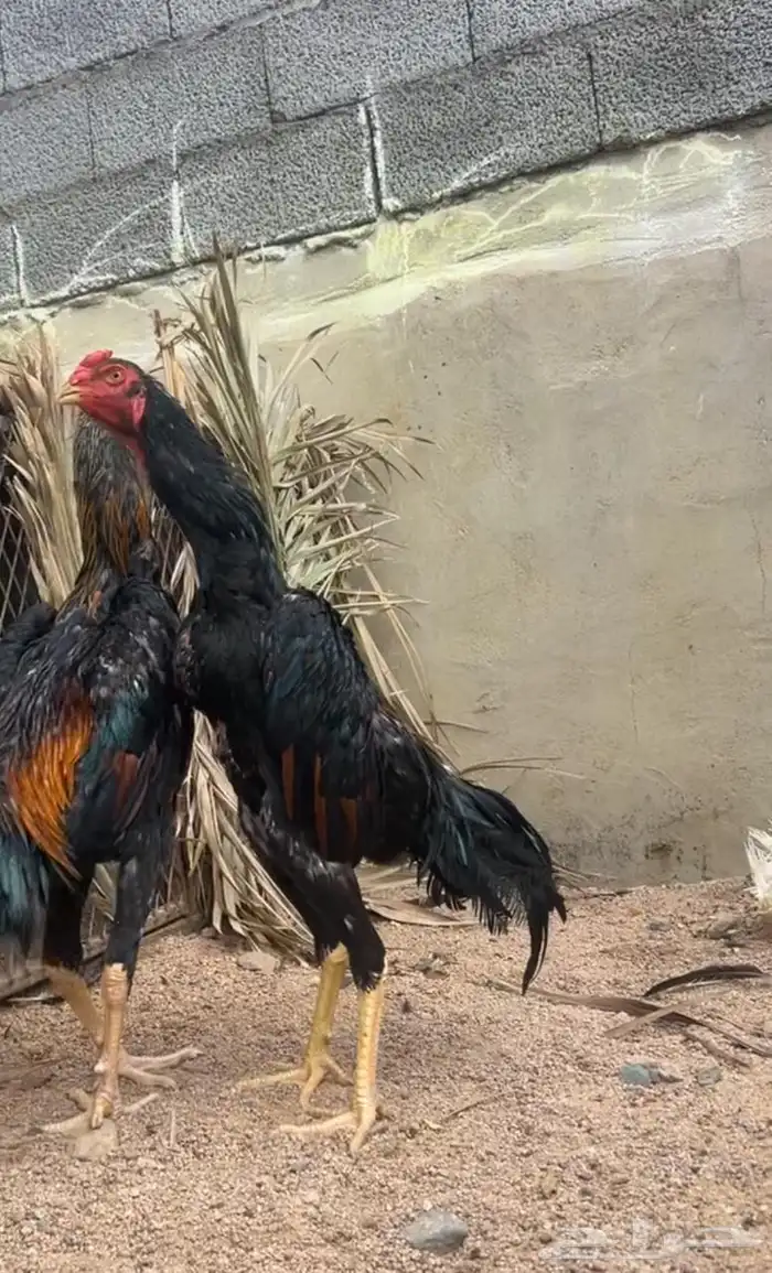 دجاج شامو يباني 2