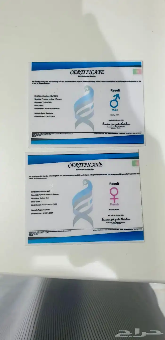 زوج كنيور يلوسايد حاط 4 بيضات تم البيع 6