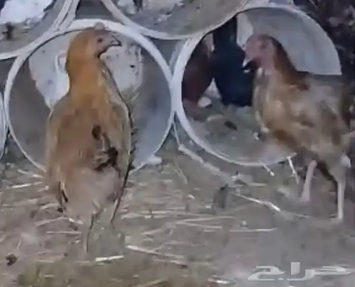 للبيع زوجين حمام منتج شرط تحت بيض ودجاجتين بياضات شرط 4