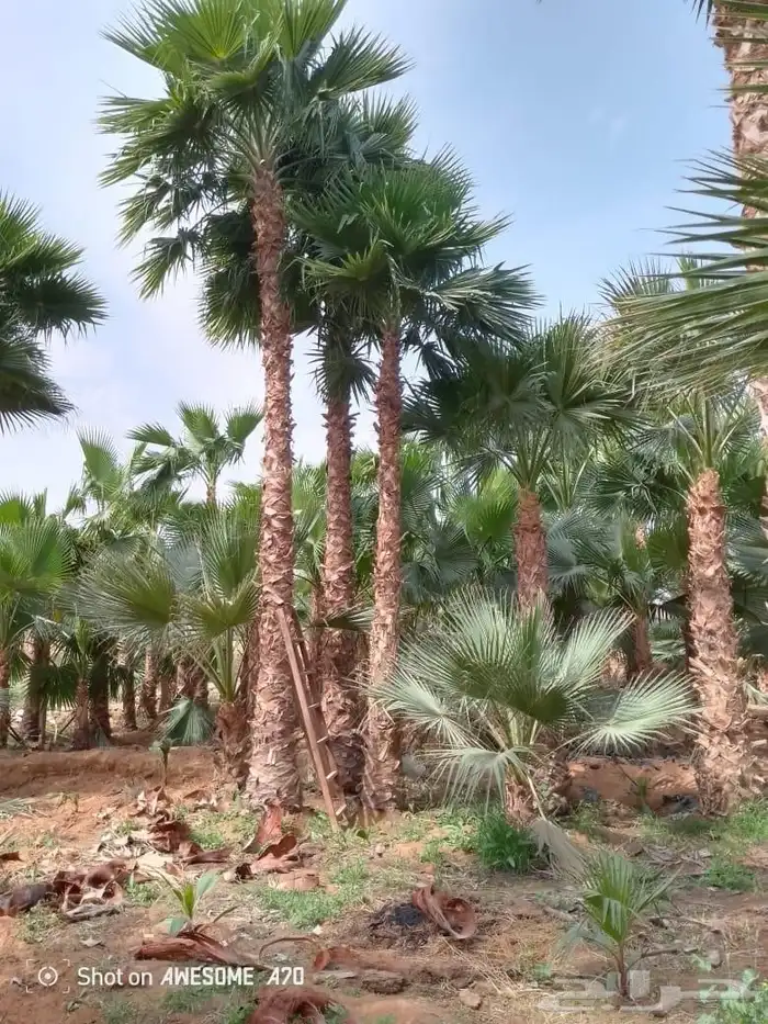 تشذيب وتكريب اشجار النخيل والعناية بها 3