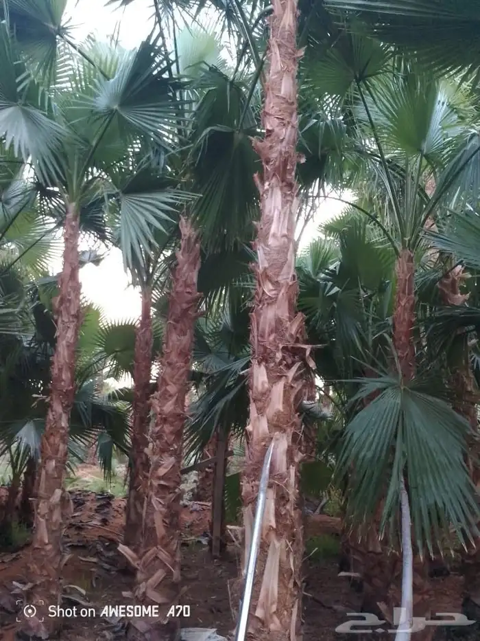 تشذيب وتكريب اشجار النخيل والعناية بها 5