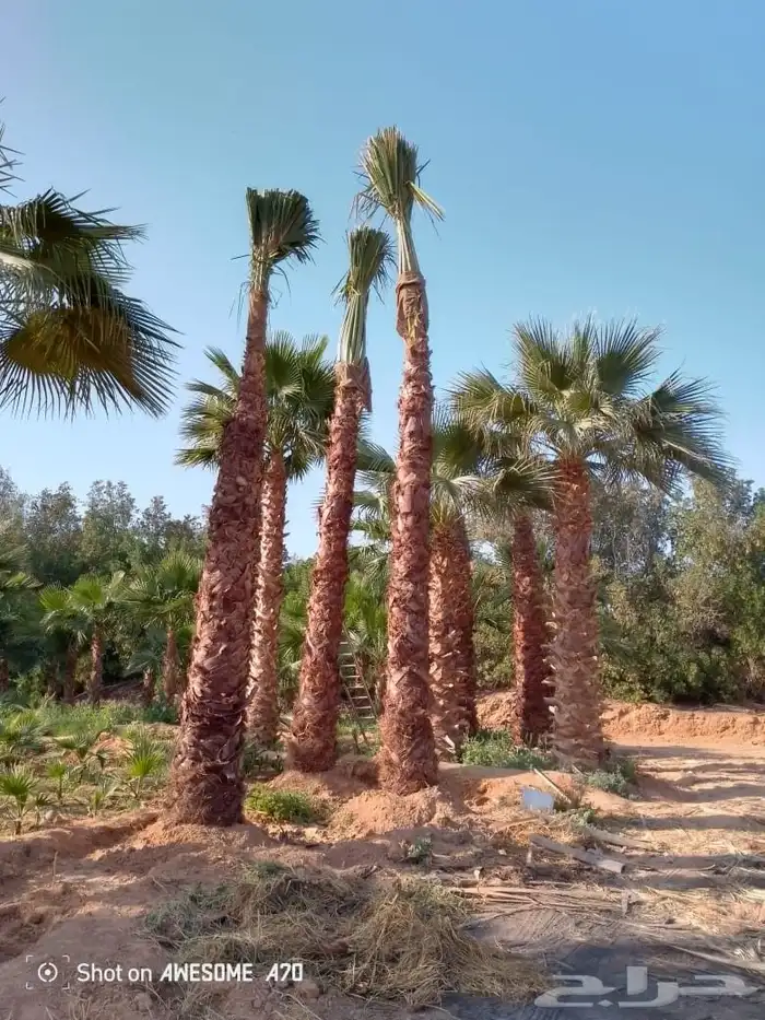 تشذيب وتكريب اشجار النخيل والعناية بها 8