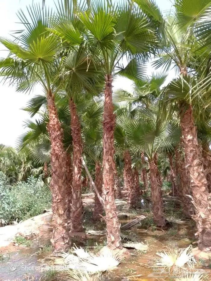 تشذيب وتكريب اشجار النخيل والعناية بها 4