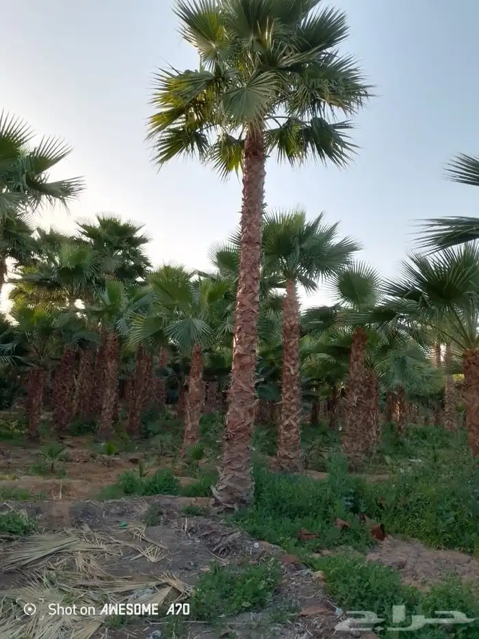 تشذيب وتكريب اشجار النخيل والعناية بها 7