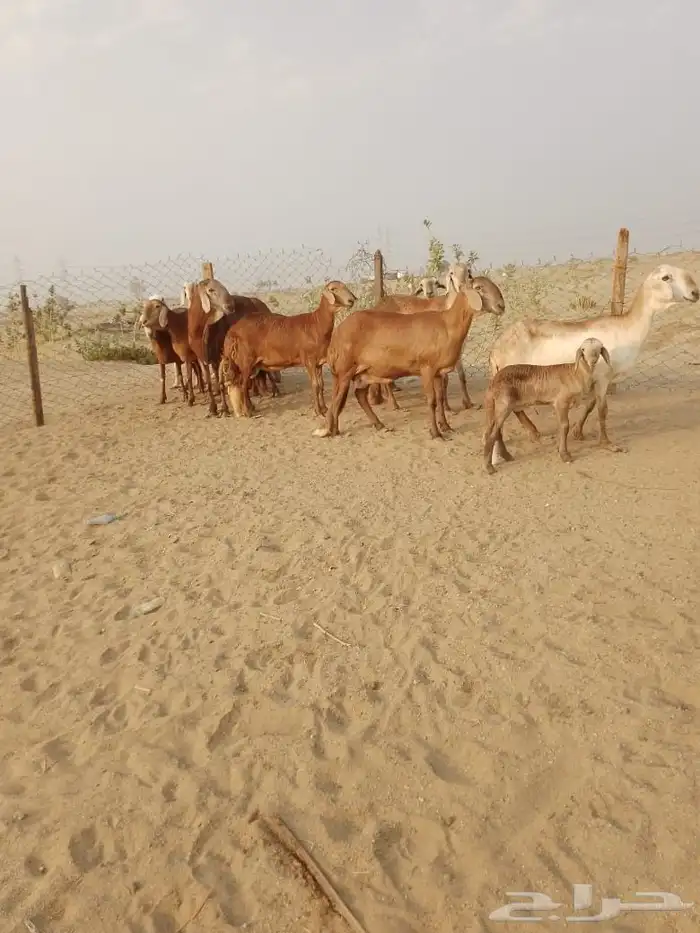 10 غنم سواكن بالفحل دفيع ومضاريع َيتبعها 1راس ب 1650 ريال 1