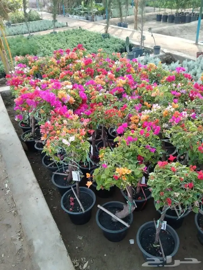 مشتل تنسيق الحد ائق 7