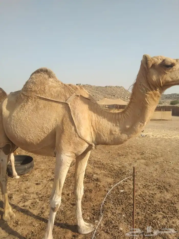 نياق خلفات 1