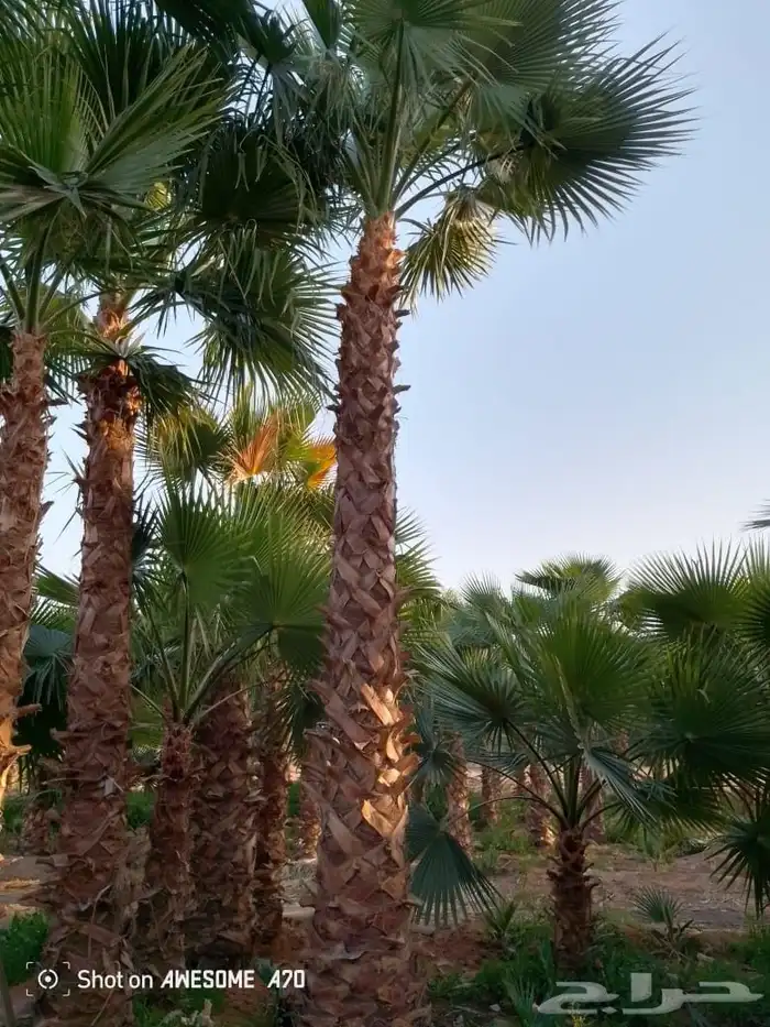 تشذيب وتكريب اشجار النخيل والعناية بها 9