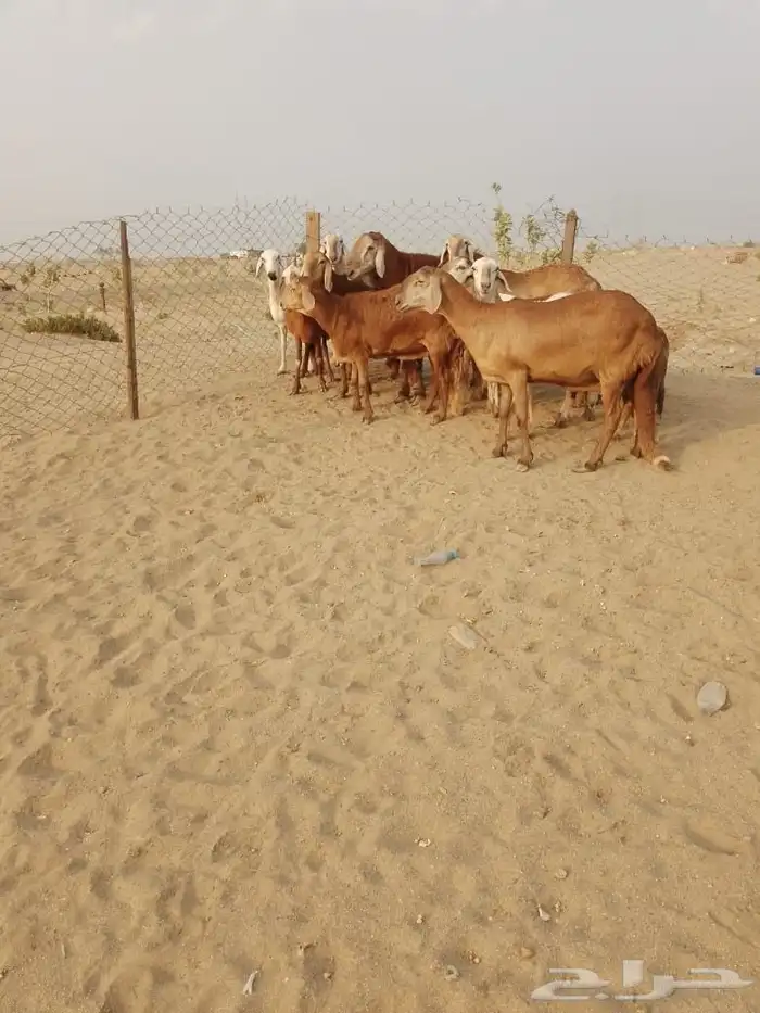 10 غنم سواكن بالفحل دفيع ومضاريع َيتبعها 1راس ب 1650 ريال 0