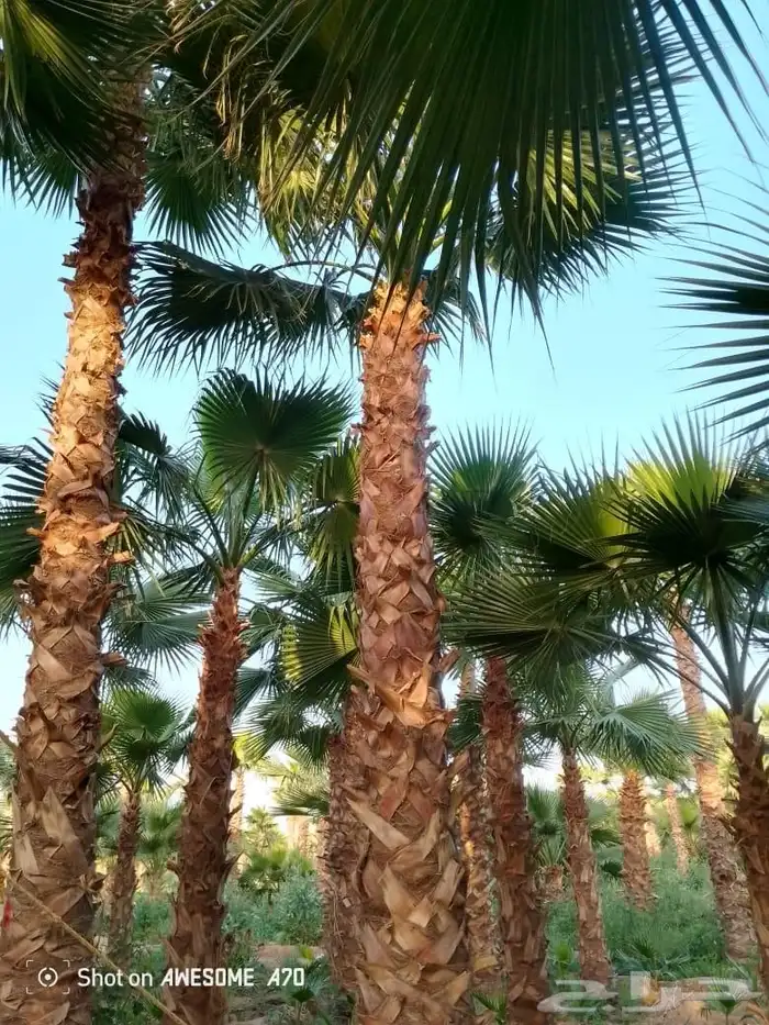 تشذيب وتكريب اشجار النخيل والعناية بها 6