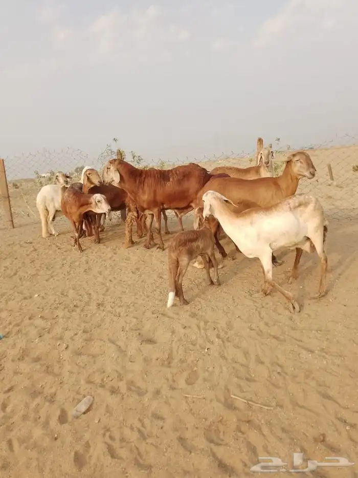 10 غنم سواكن بالفحل دفيع ومضاريع َيتبعها 1راس ب 1650 ريال 2