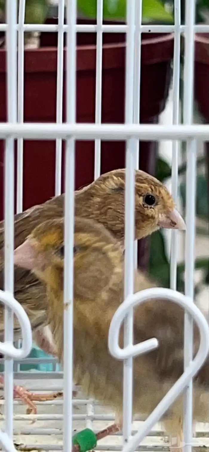 عدد اثنين فروخ كناري ( تم البيع ) 10