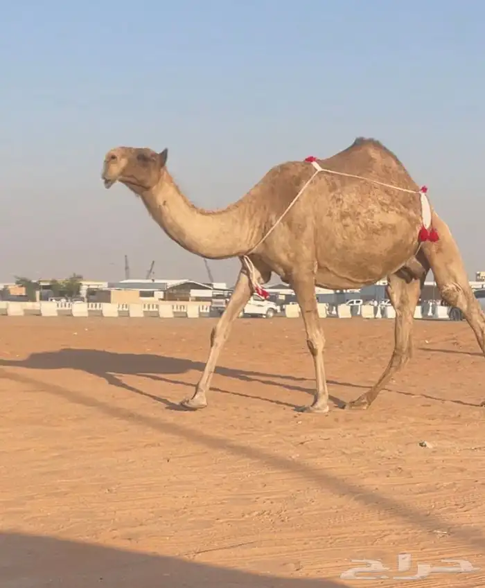 صفرا مزاين ضروبه 0