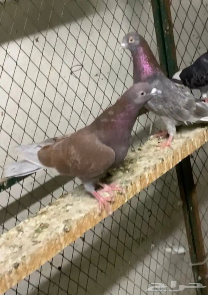 حمام قلابي حمر توب التوب 7