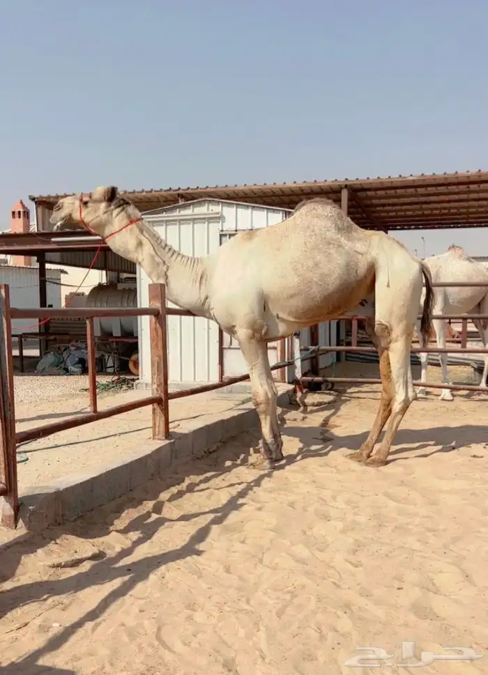 فحل راكض وسابق بيده ولانتاجه روابط 0