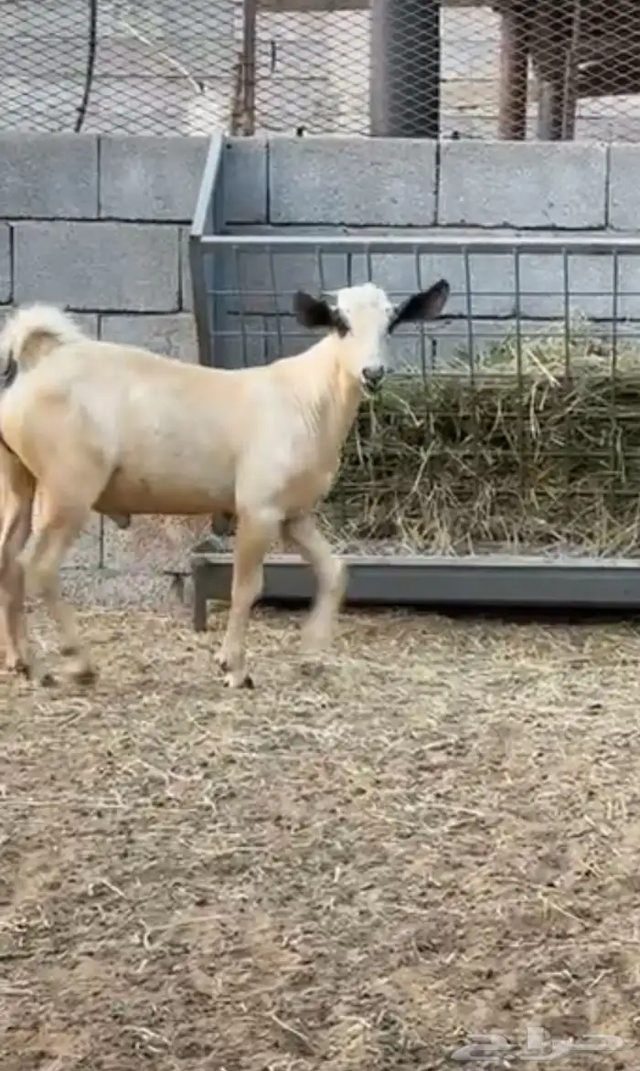 مشروع فحل بيشي 1