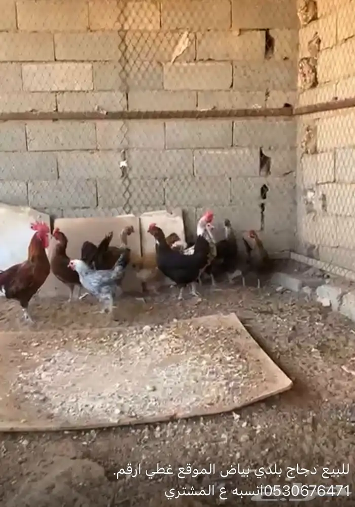 دجاج بلدي بياض 0
