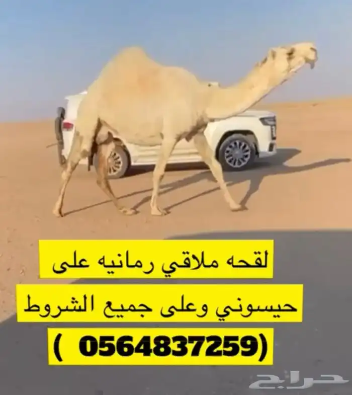 للبيع القحة 0