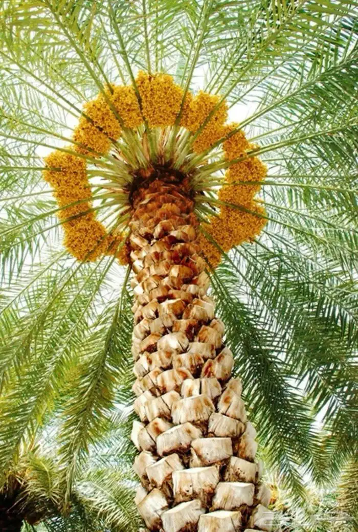 قلع وتوريد جميع انواع النخيل صغري برني شكل وتوصيل 3