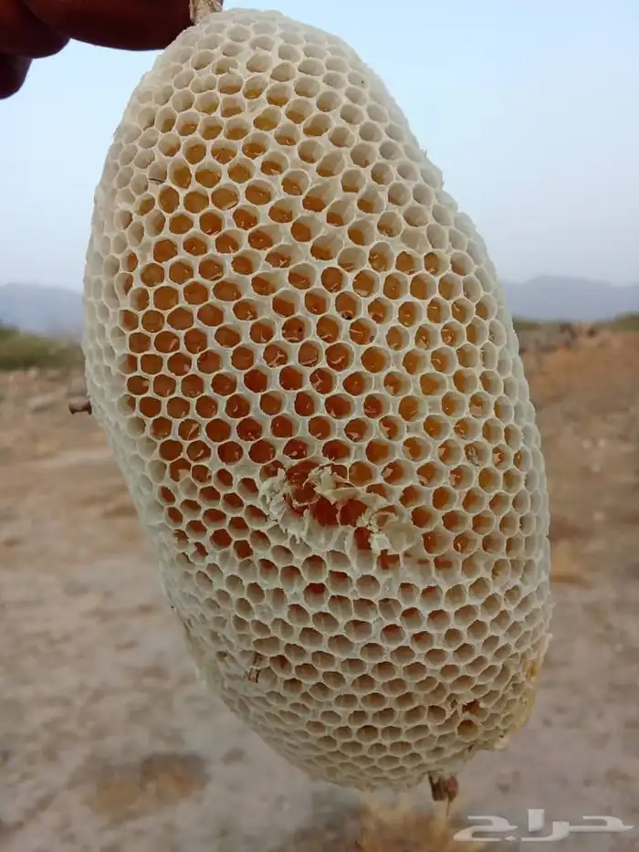 عسل سدر رقم 1 5