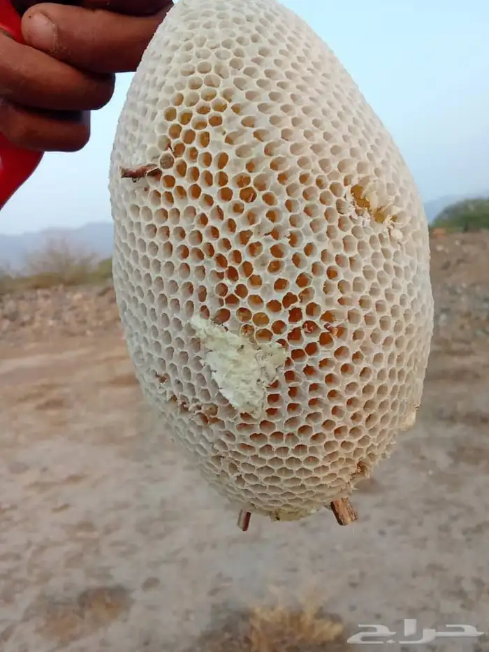 عسل سدر رقم 1 2