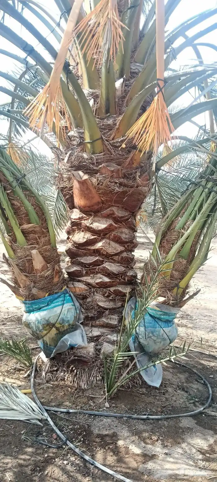 قلع وتوريد جميع انواع النخيل صغري برني شكل وتوصيل 4