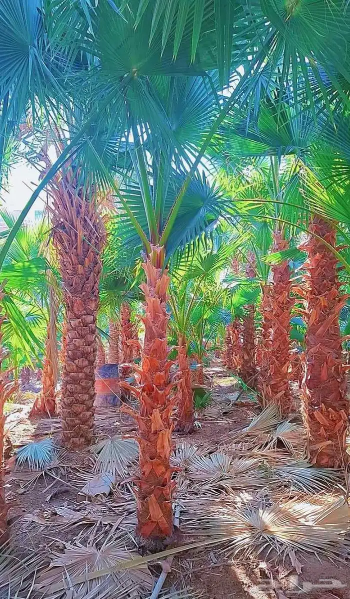 نخل واشنطني واشنطونيا نخل مثمر نقايل جثايث اخلاص سكري برحي ص 1