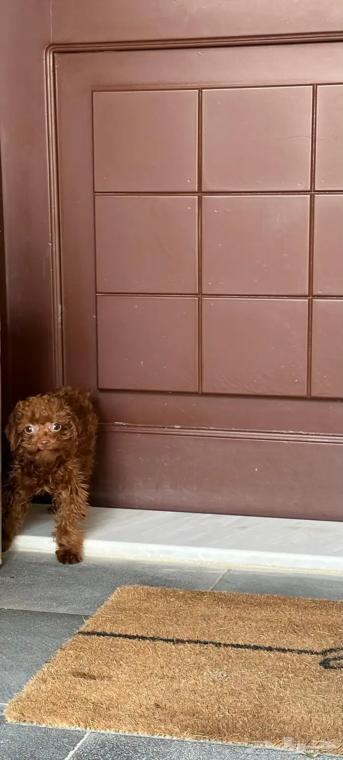 تي كب بودل استيراد من الصين 2