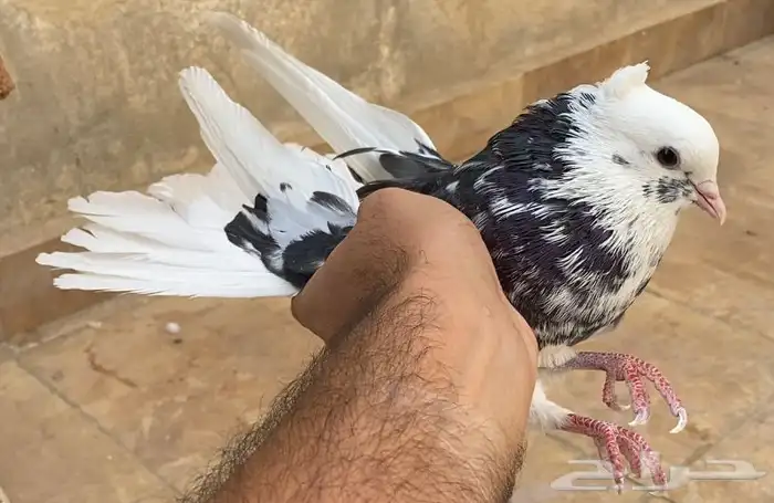 حمام قطايف 11