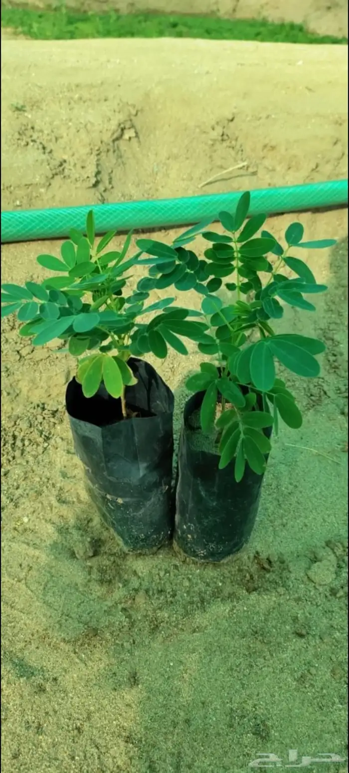 شتلات كميات اسعار جمله 2