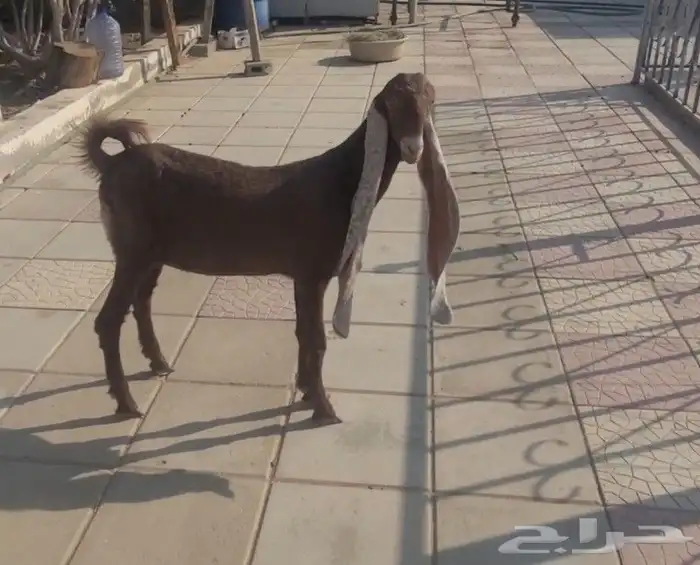 جفره حجازيه هولنديه نادره لون وراس وجرم 0