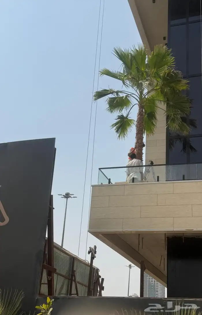 نخل واشنطن زينه للبيع ونخل مثمر لتواصل 12